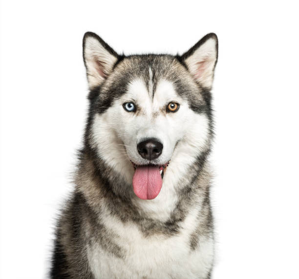 istock Siberian Husky, 9 months old, in front of white background 1137588781