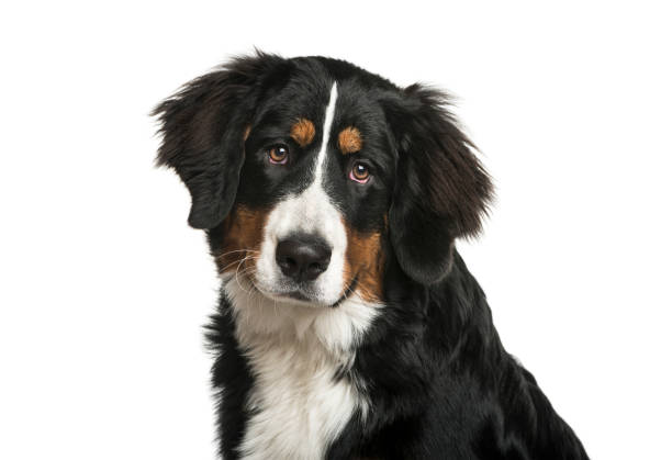 istock Bernese Mountain Dog, 6 months old, in front of white background 1137588782
