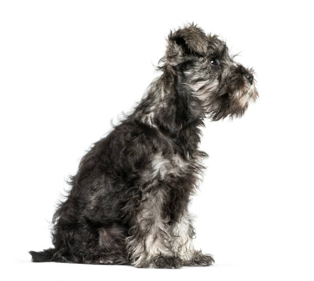 istock Miniature Schnauzer, 3 months old, sitting in front of white background 1137588852