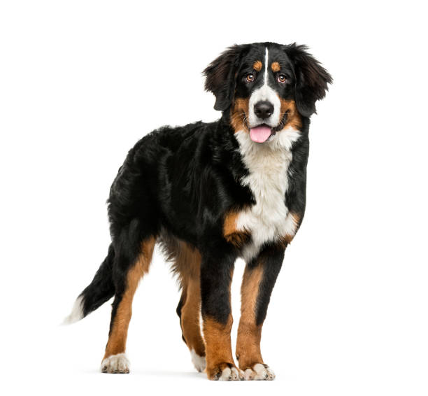 Standing Bernese Mountain Dog, 6 months old, in front of white background Standing Bernese Mountain Dog, 6 months old, in front of white background bernese mountain dog photos stock pictures, royalty-free photos & images