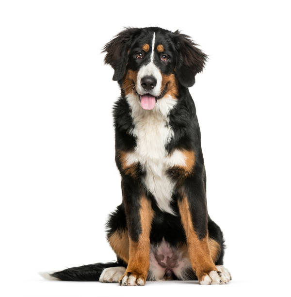 istock Bernese Mountain Dog, 6 months old, sitting in front of white background 1137588912
