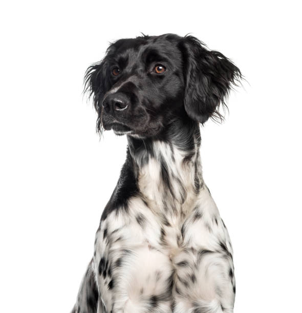 istock Large Munsterlander, 1 year old, in front of white background 1137588938