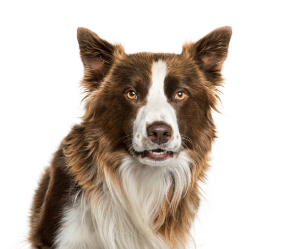 istock Border Collie in front of white background 1137588959