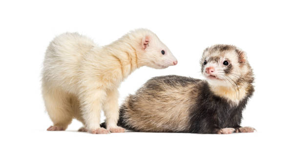 istock Ferret, 1 year old, lying in front of white background 1137588980