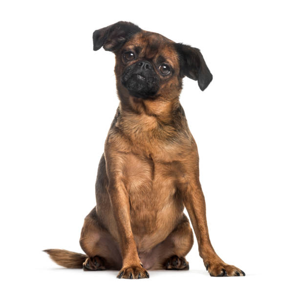 istock Petit brabancon, 3 years old, sitting in front of white background 1137589041
