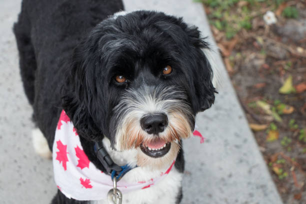 istock Black and white dog looking up at camera 1137589043