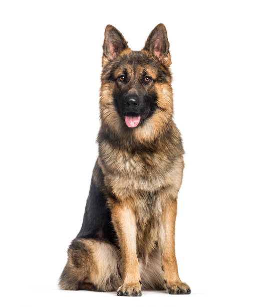 istock German Shepherd, 1 year old, sitting in front of white background 1137589068