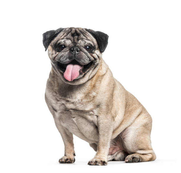 istock Pug, 7 years old, sitting in front of white background 1137589110