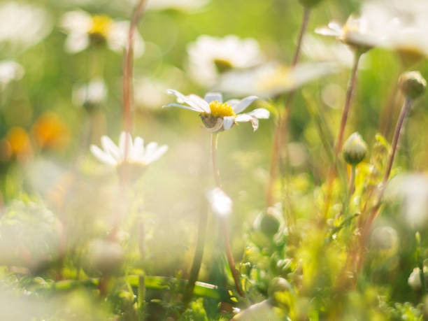 istock Beautiful first spring flowers - daisies (Matricaria) - in the rays of sunlight 1137589338
