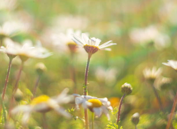 istock Beautiful first spring flowers - daisies (Matricaria) - in the rays of sunlight 1137590478