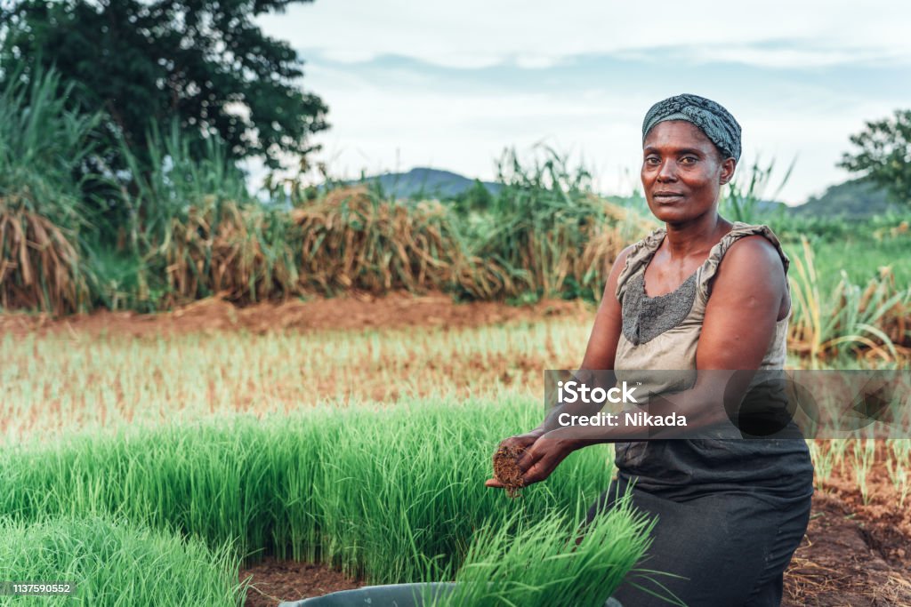 female farmer planting rice in Africa, Malawi Portrait of African female rural farmer in Malawi Africa Stock Photo