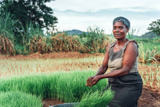 fazendeiro fêmea que planta o arroz em áfrica, malawi - rural africa - fotografias e filmes do acervo