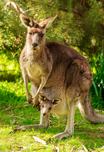 istock Kangaroo With Baby In Pouch 1137590579