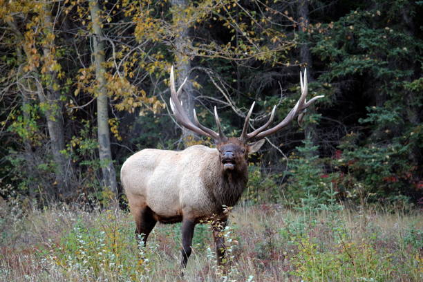 istock A male elk lets out a bugle during peak rutting season. 1137591091