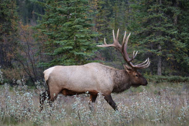 istock Male elk roaming fields in the fall rutting season 1137591111