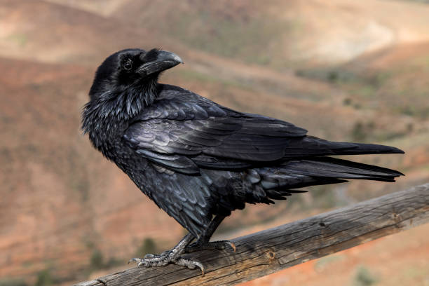 Black Raven bird Raven close up fish crow stock pictures, royalty-free photos & images