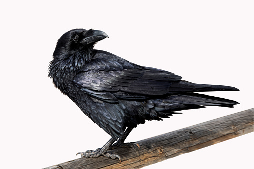 Pájaro negro Cuervo photo