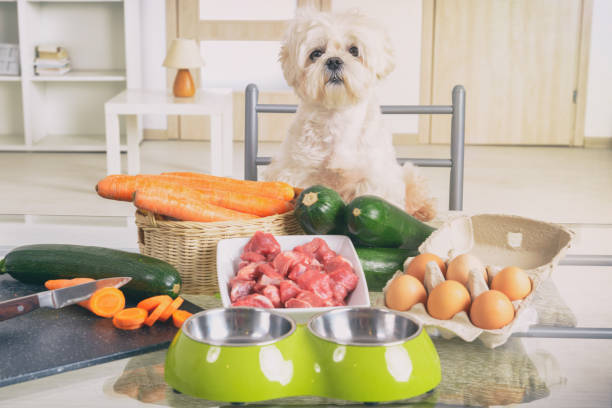 애완 동물을 위한 자연 식품 준비 - dog vegetable carrot eating 뉴스 사진 이미지