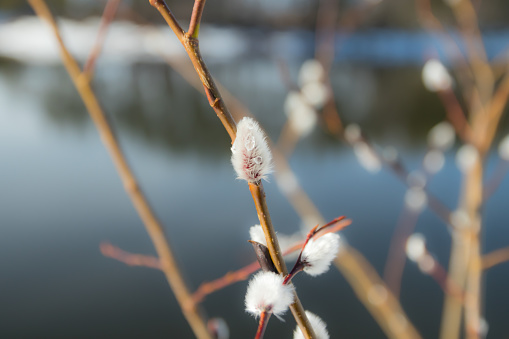 Pussy willow branches on river water background