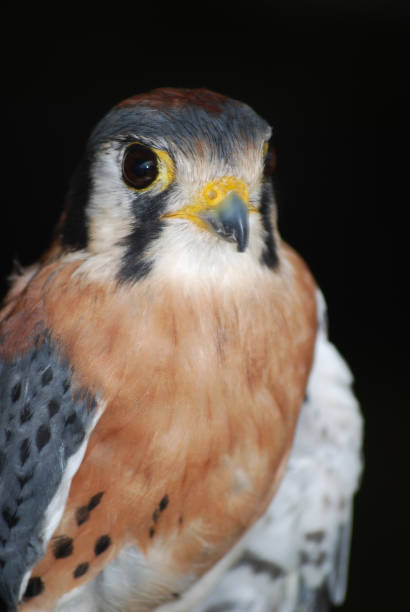istock Stunning Falcon Bird Sitting Still 1137593339