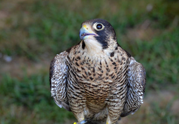 istock Stunning Falcon Bird Sitting Still 1137593397