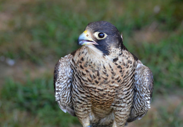 istock Stunning Falcon Bird Sitting Still 1137593411