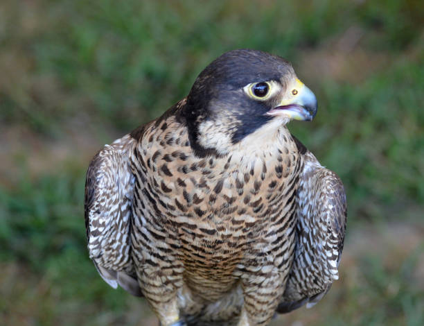 istock Stunning Falcon Bird Sitting Still 1137593430