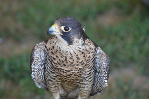 istock Stunning Falcon Bird Sitting Still 1137593460