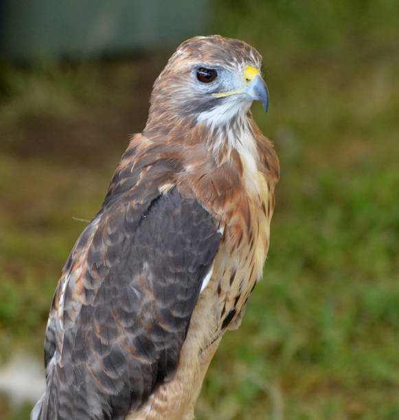 istock Stunning Falcon Bird Sitting Still 1137593529