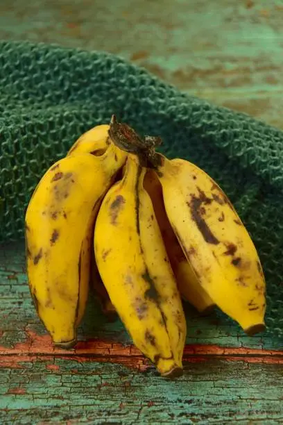 Fresh organic Latundan bananas (Tundan, Silk bananas, Pisang raja sereh, Manzana or Apple bananas)