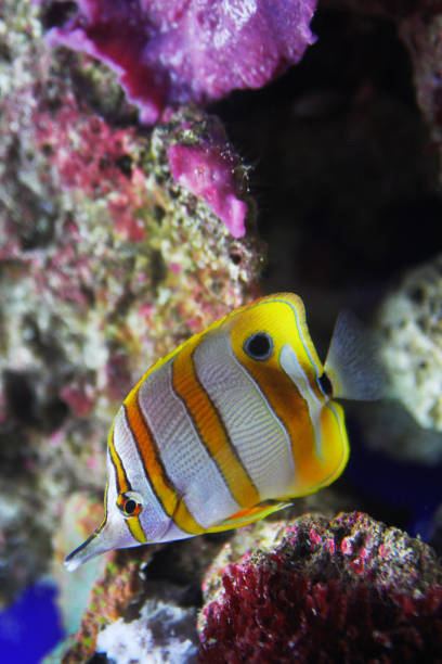 chelmon rostratus - copperband butterflyfish - copperband butterflyfish zdjęcia i obrazy z banku zdjęć