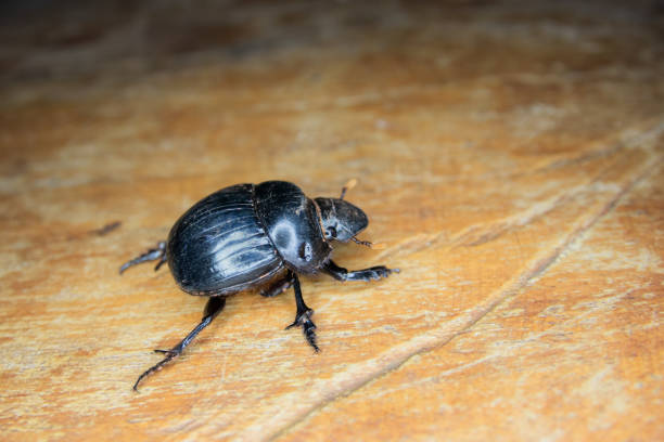 istock Macro photo of a black beetle. 1137594958