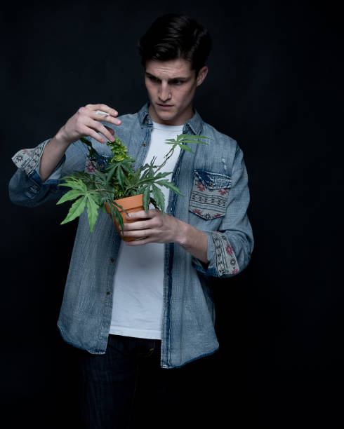 istock Close up view of man with marijuana plant 1137595199
