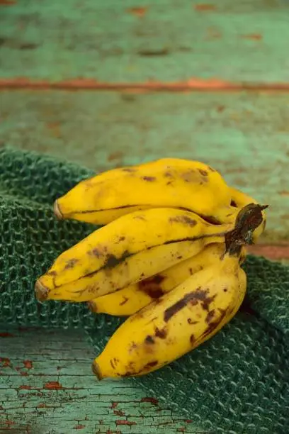 Fresh organic Latundan bananas (Tundan, Silk bananas, Pisang raja sereh, Manzana or Apple bananas)