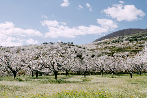 Springtime prunus avium blooming cherry blossom white flowers in Valle del Jerte, Caceres, Extremadura, Spain