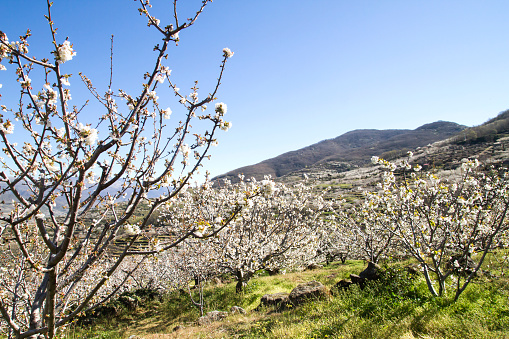 Springtime prunus avium blooming cherry blossom white flowers in Valle del Jerte, Caceres, Extremadura, Spain
