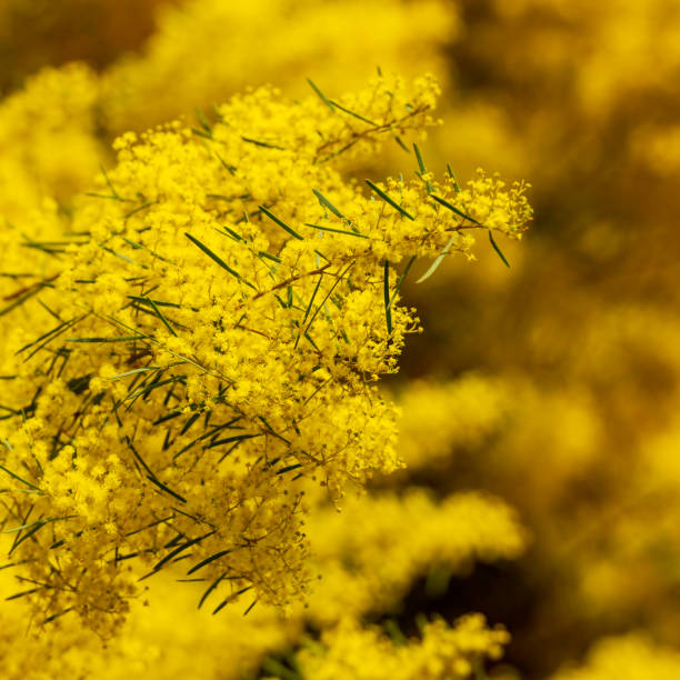 istock Wattle Flowers Shallow Focus 1137597726