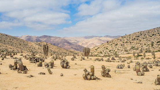 Cactus in the Atacama desert, Pan de Azucar National Park in Chile, flowerful desert of Atacama