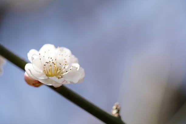 istock Plum 'Yatsubusa' White 1137599228