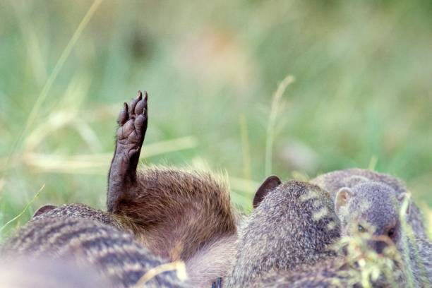 istock Banded Mongoose family socialising 1137600931