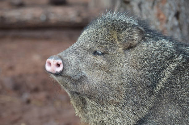 Amazing Wild Javalina Adorable close up photo of the face of a javerline pig peccary stock pictures, royalty-free photos & images