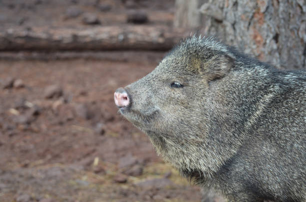 istock Amazing Wild Javalina 1137601001