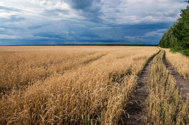 istock Wheat field ripening ears and dirt road against a blue sky with clouds 1137601146