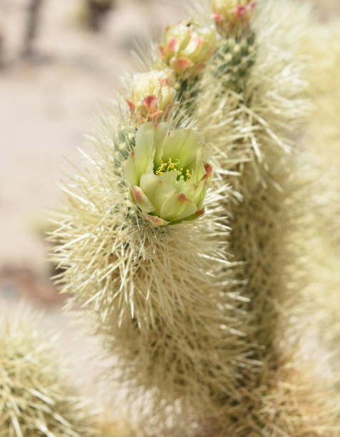istock Stunning Cactus Growing in the Desert 1137601627