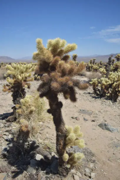 Striking cholla cactus in a wonderful desert landscape.