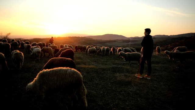 Mother and son past sheep grazing on hillside.Family,sunset
