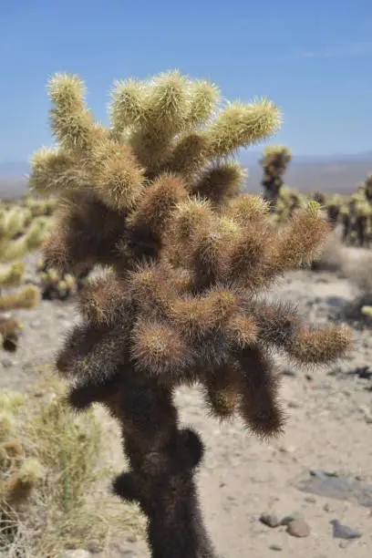 A great cluster of a cholla cactus tubercles in Joshua Tree.