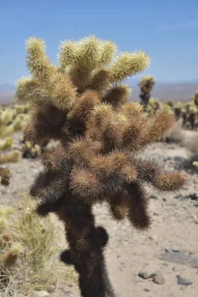 Large volume of tiny spines on a cholla cactus plant.