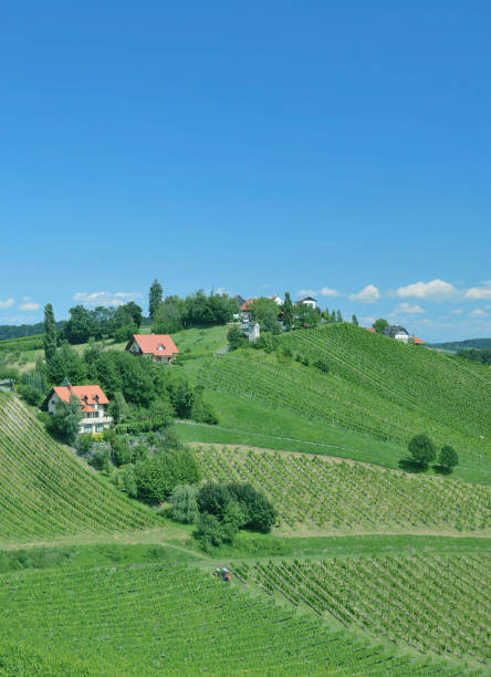 wine-growing area in Styria called styrian Tuscany,Austria wine-growing area in Styria near Leutschach called styrian Tuscany,Austria leutschach an der weinstraße stock pictures, royalty-free photos & images