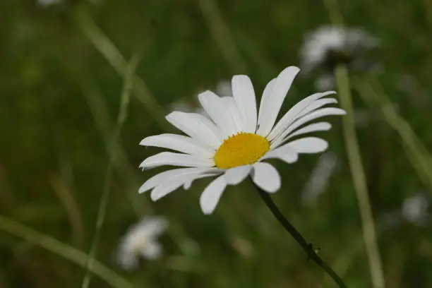 Pretty profile of a blooming lawn daisy flower.
